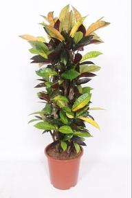 Euphorbia tirucalli