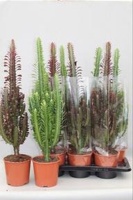 Euphorbia trigona mix