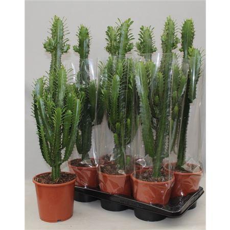 Euphorbia trigona mix