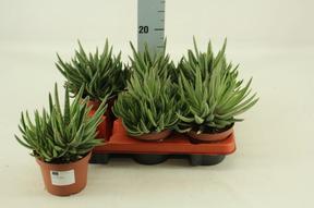 Gasteria mix