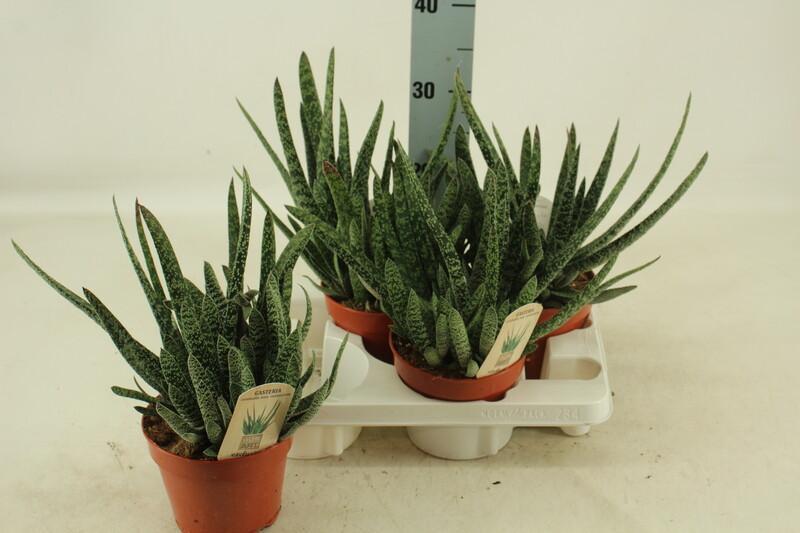Gasteria mix