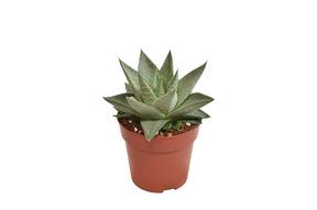 Haworthia Savanna