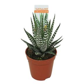 Haworthia fasciata Big Band