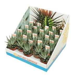 Haworthia fasciata Big Band