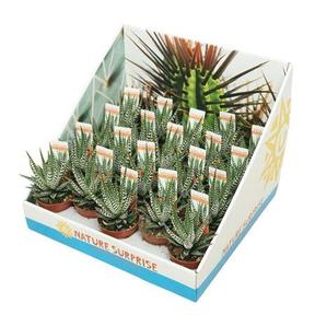 Haworthia fasciata Big Band