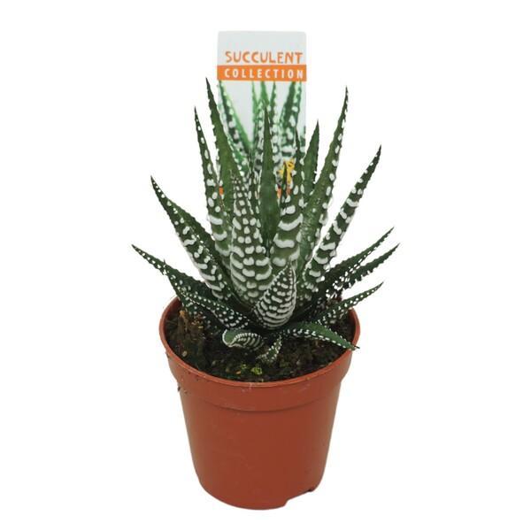 Haworthia fasciata Big Band