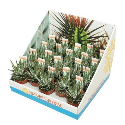 Haworthia fasciata Big Band