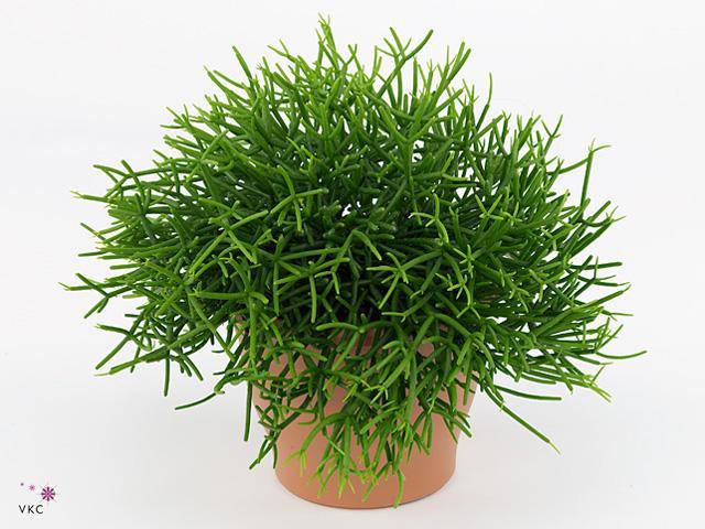 Rhipsalis mix