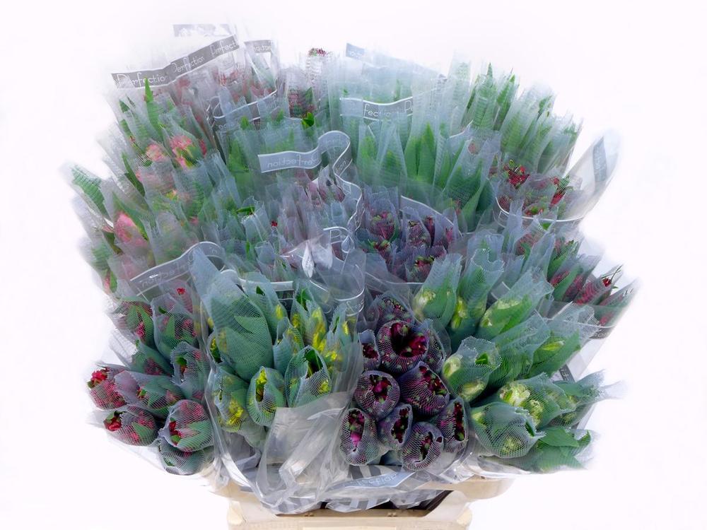 Alstro mix perfection DIRECT (col)