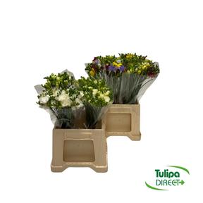 Freesia mix I. DIRECT (pl) x25