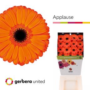 Gerbera diamond applause