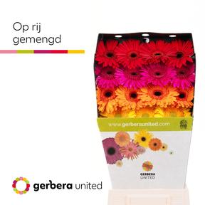 Gerbera diamond mixed