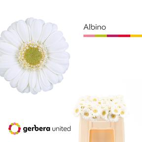 Germini plastic albino