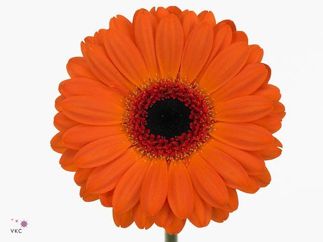 Germini plastic allure