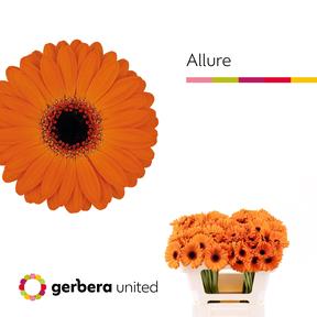 Germini plastic allure