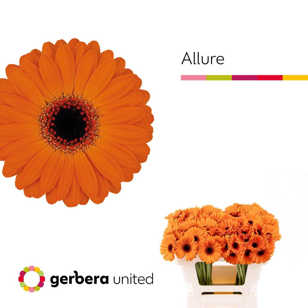 Germini plastic allure