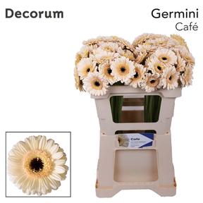 Germini plastic cafe