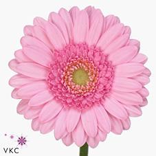 Germini plastic kimsey