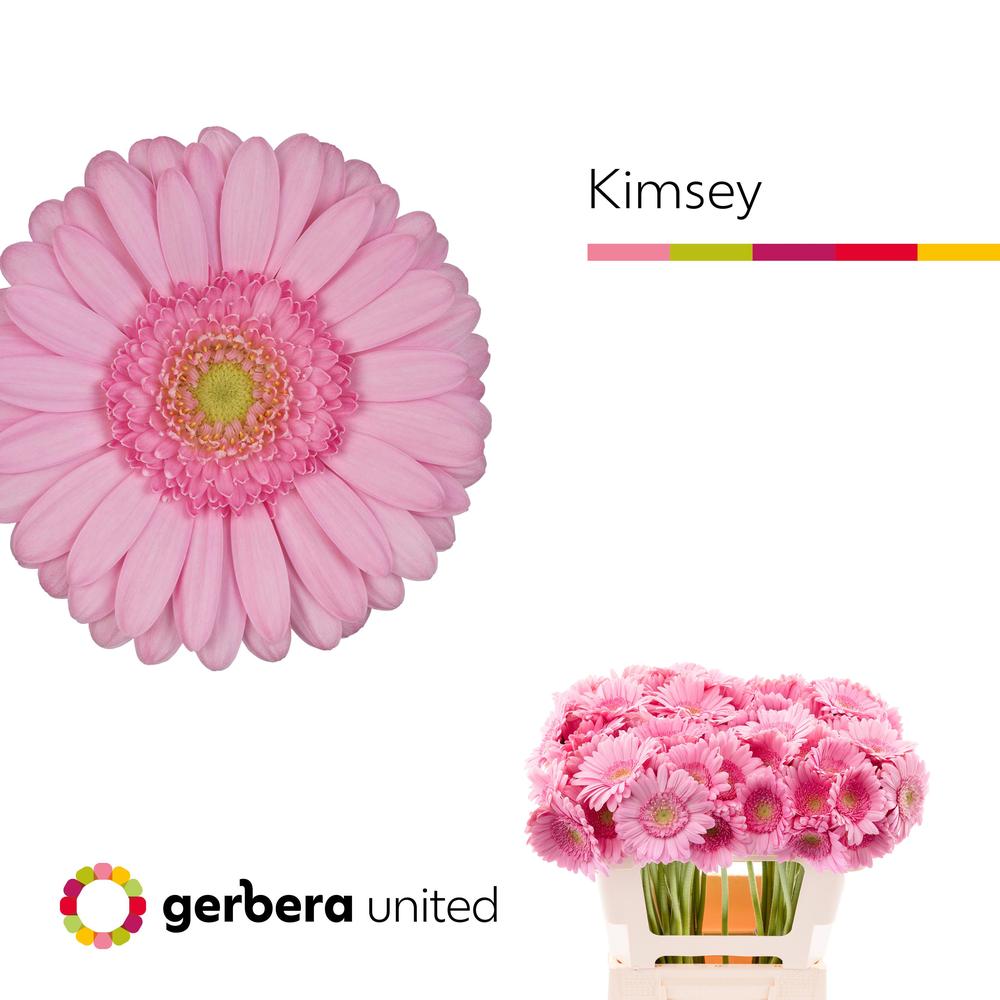 Germini plastic kimsey