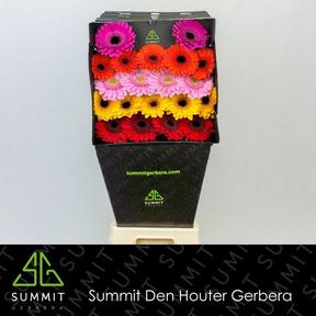 Germini plastic mixed
