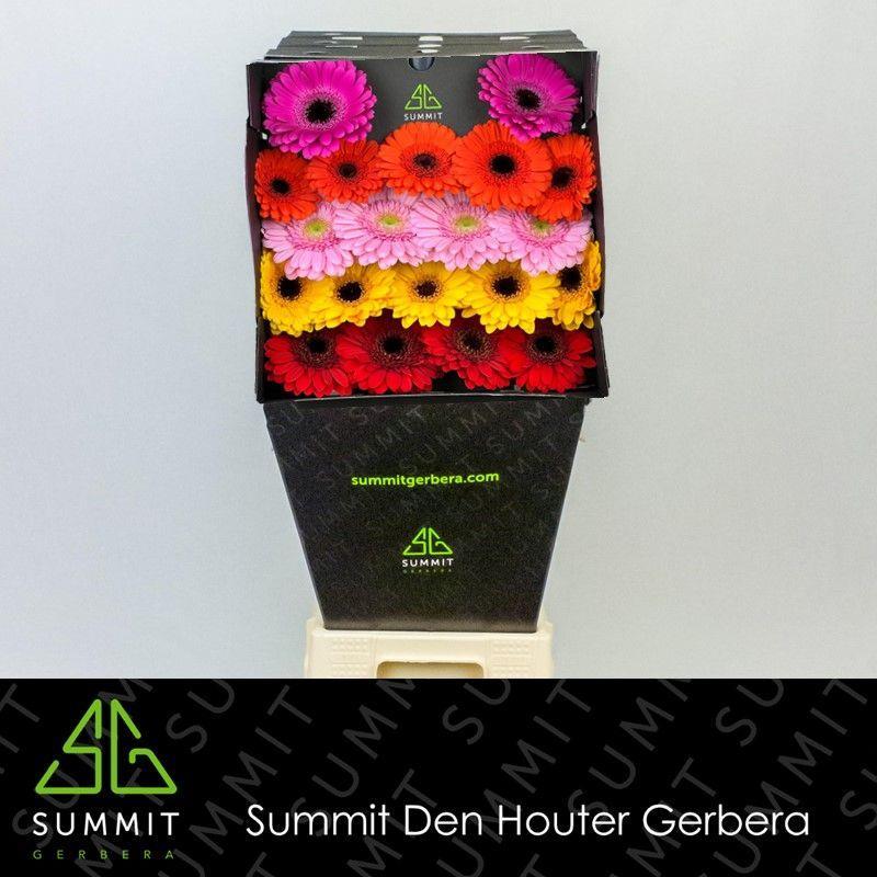 Germini plastic mixed