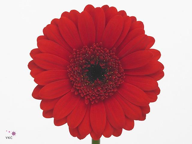 Germini plastic suri