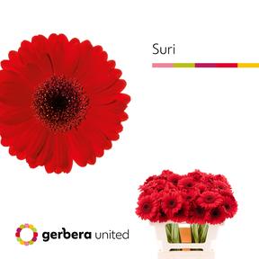 Germini plastic suri