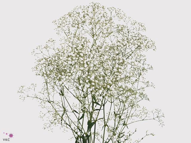 Gypsophila million stars - ECU