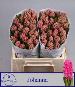 Hyacinthus johanna
