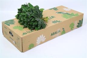 Zeleň - aralia mini