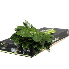 Zeleň - aralia malá bal.