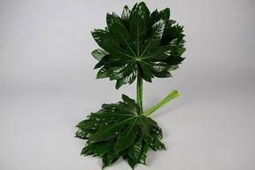 Zeleň - aralia střední bal.
