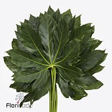 Zeleň - aralia střední bal.