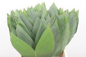 Zeleň - cocos nucifera velký bal.