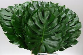 Zeleň - monstera xxl