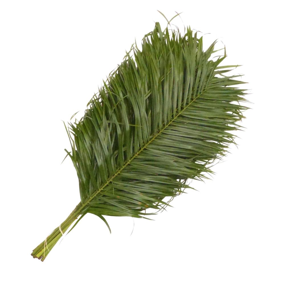 Zeleň - phoenix roebellini bal.