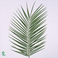 Zeleň - phoenix roebellini bal.