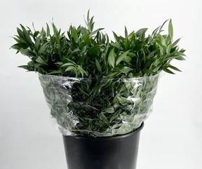 Zeleň - ruscus italica krátký - IT