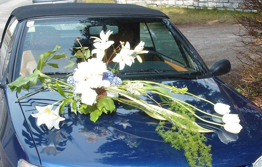 OASIS® Auto Corso