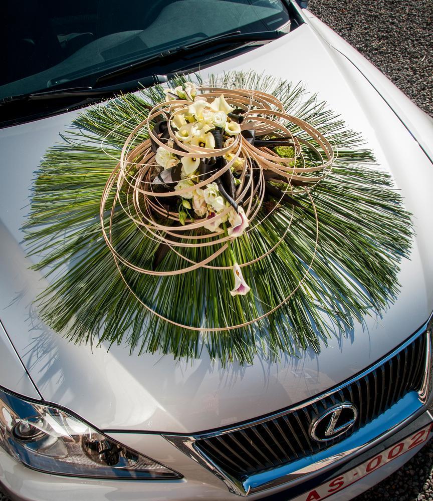 OASIS® Auto Corso mini
