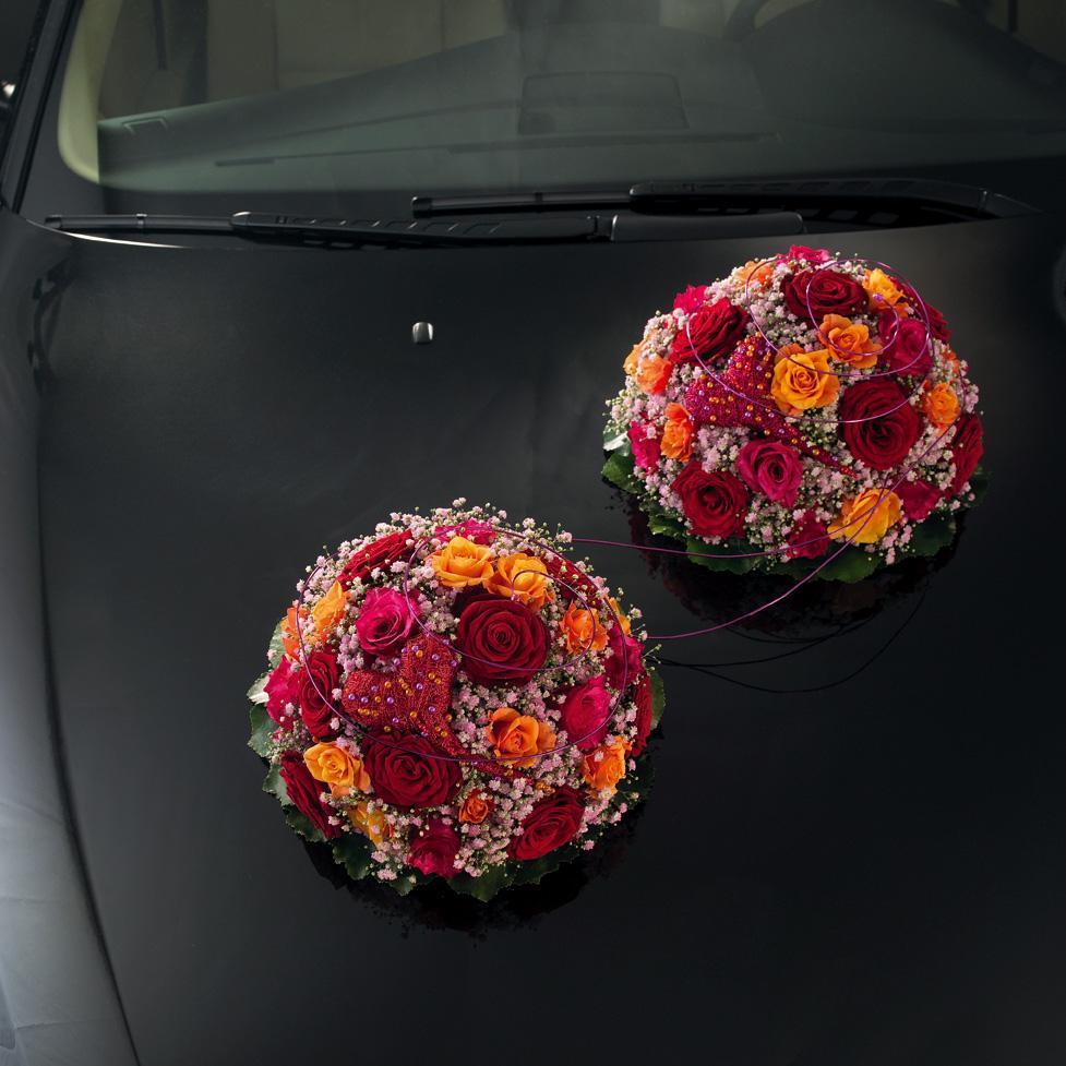OASIS® Auto Corso mini