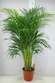 Chrysalidocarpus