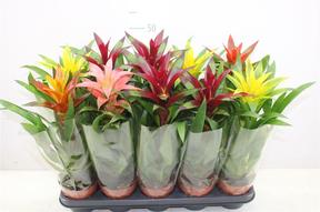 Guzmania mix