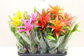Guzmania mix