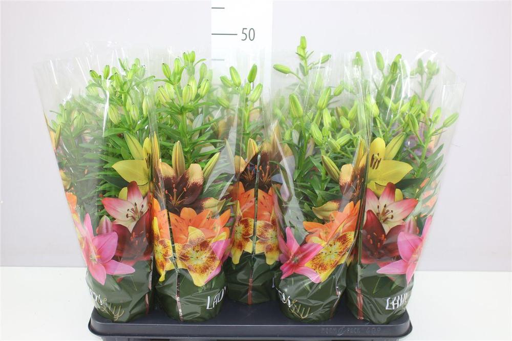Lilium mix