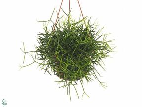 Rhipsalis heteroclada