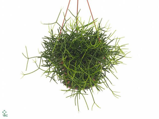 Rhipsalis heteroclada