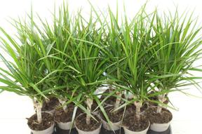 Dracaena marginata