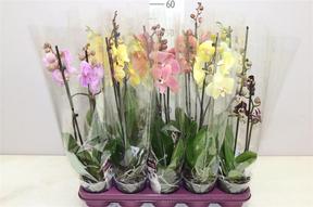 Phalaenopsis mix 2tak 14+