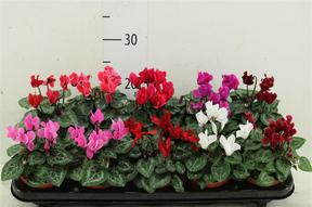 Cyclamen midi CZ